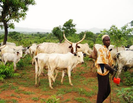 Farmers raise  alarm as Suspected Fulani Herders Destroy Farmlands in Ekiti