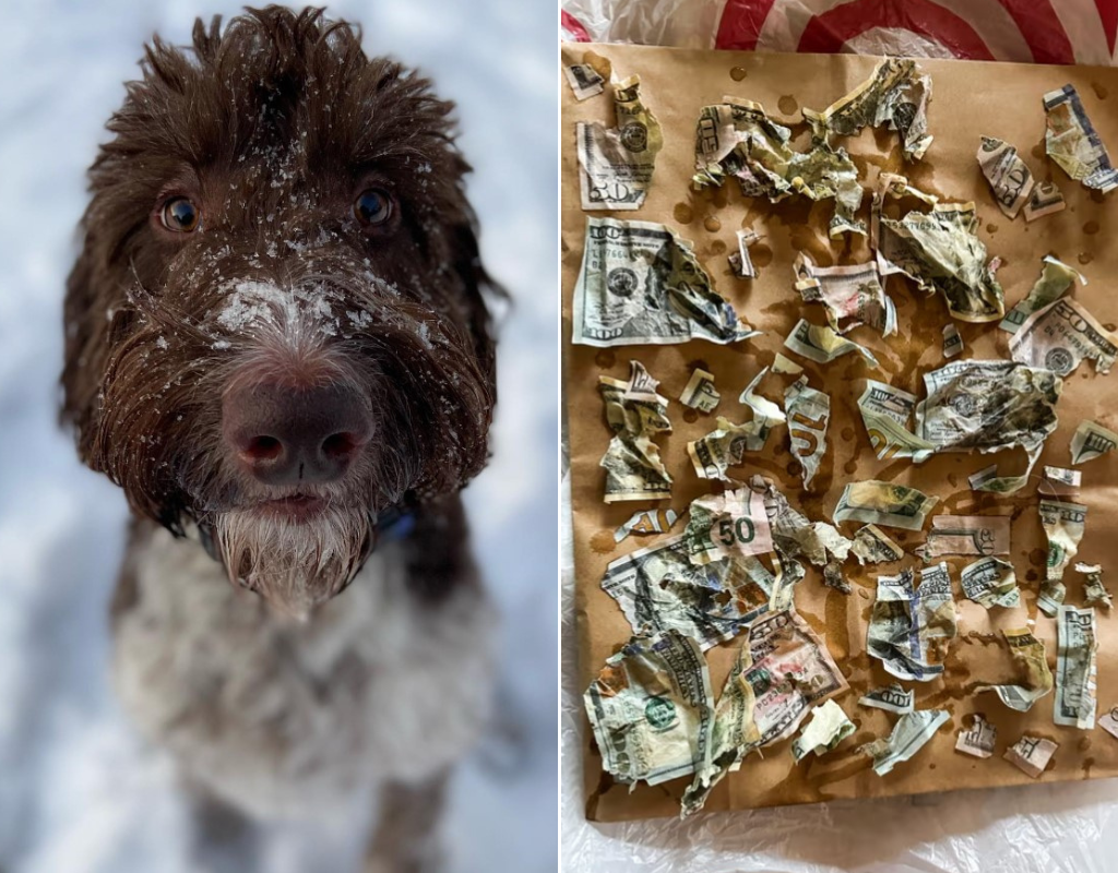 Bizarre! Dog Eats Owner’s $4000 Cash