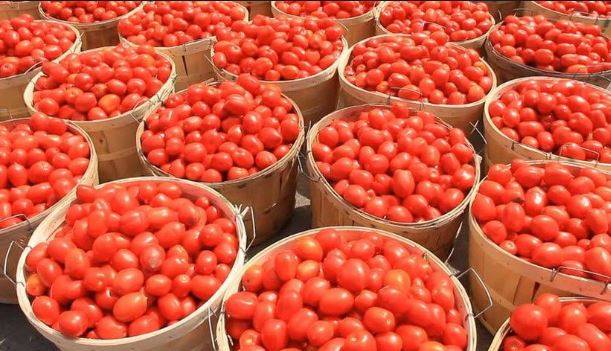 Tomato traders assures Nigerians of price crash in July