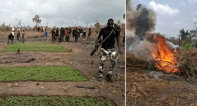 NDLEA, Army Destroys 100,000Kg of Indian Hemp in Ekiti Forest