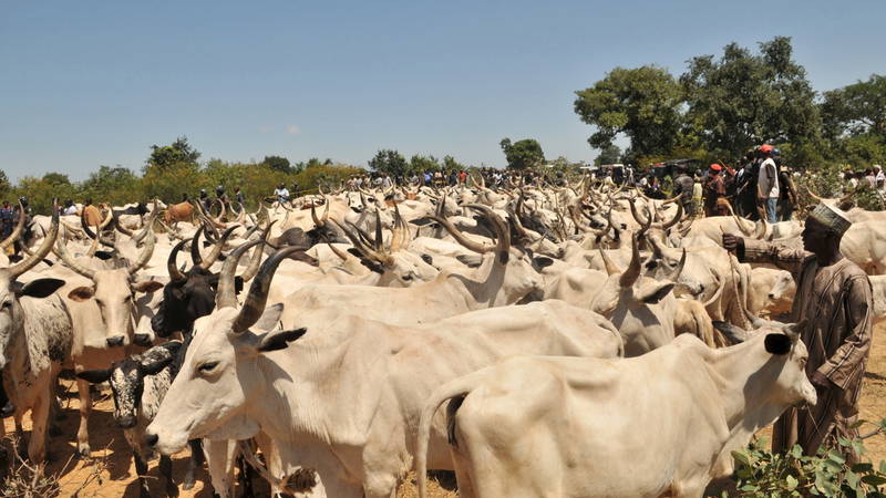 Ekiti urges herdsmen, livestock farmers to obtain NIN  ….prepares to establish pasture field and Central Cattle market